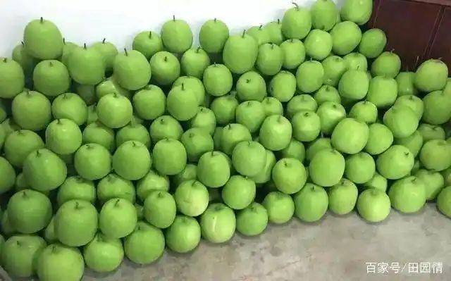 小东瓜种植技术