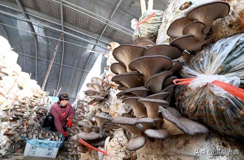 黄金菇家庭种植方法