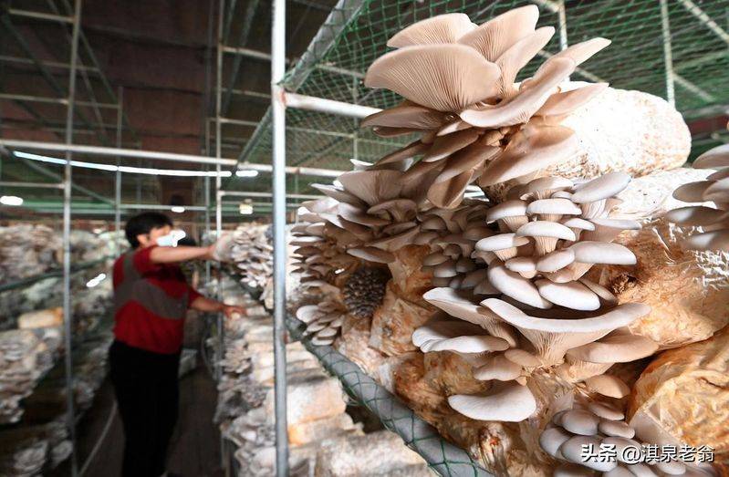 黄金菇家庭种植方法