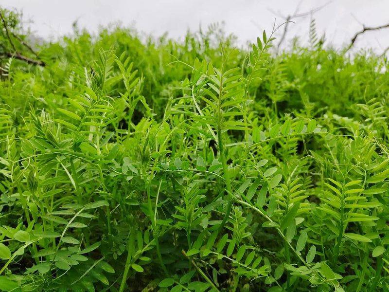 无土豌豆尖种植技术