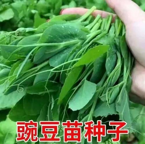 无土豌豆尖种植技术