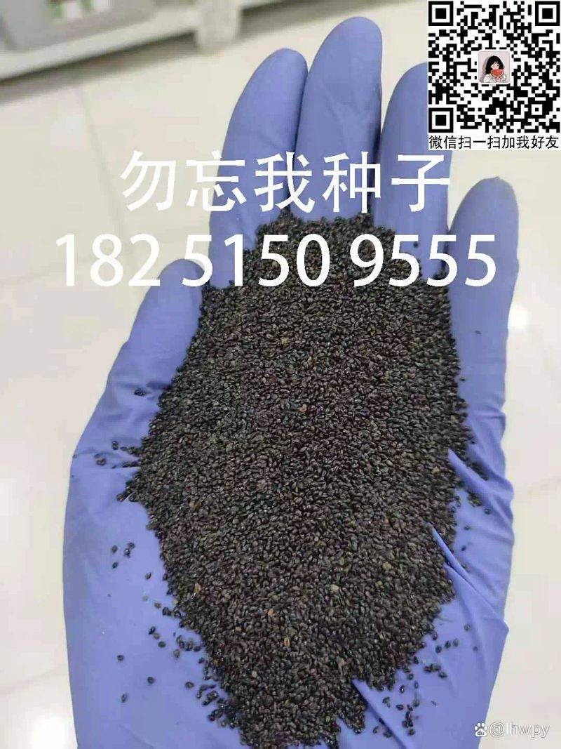 勿忘我种子怎么进行播种