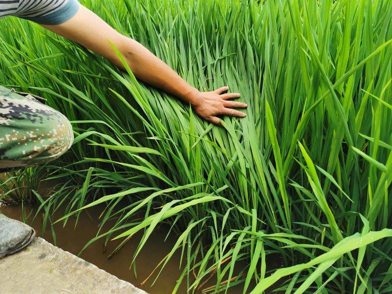 水稻的种植方法