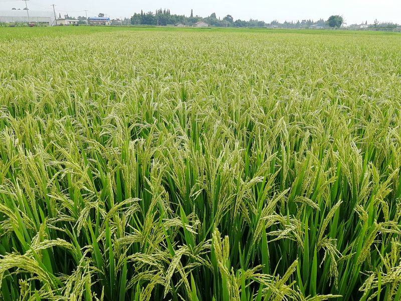 水稻的种植方法