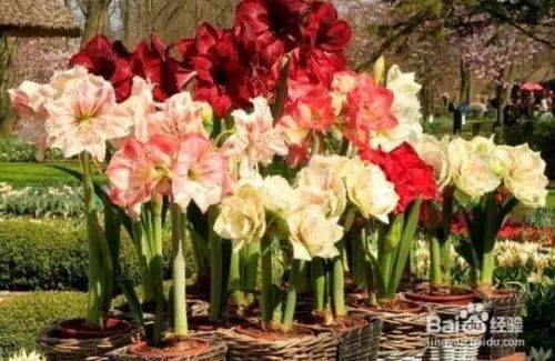 The method of planting red zhu-top seeds