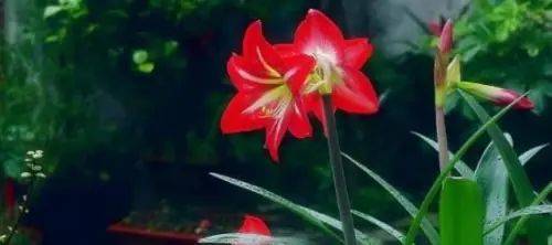 The method of planting red zhu-top seeds