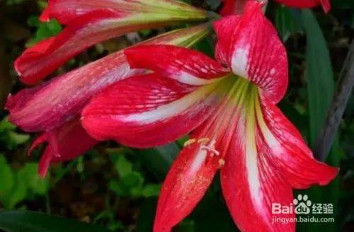 The method of planting red zhu-top seeds