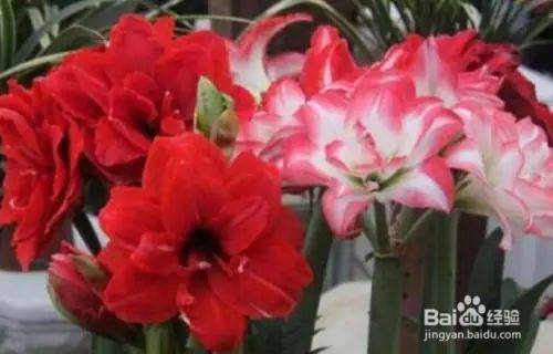 The method of planting red zhu-top seeds