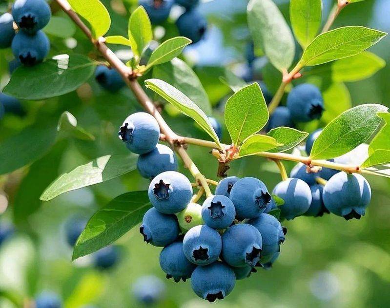 How to plant a small tub of flamingo