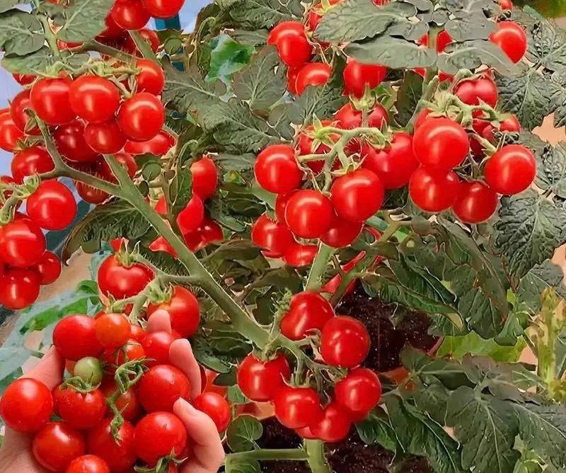 How to plant a small tub of flamingo