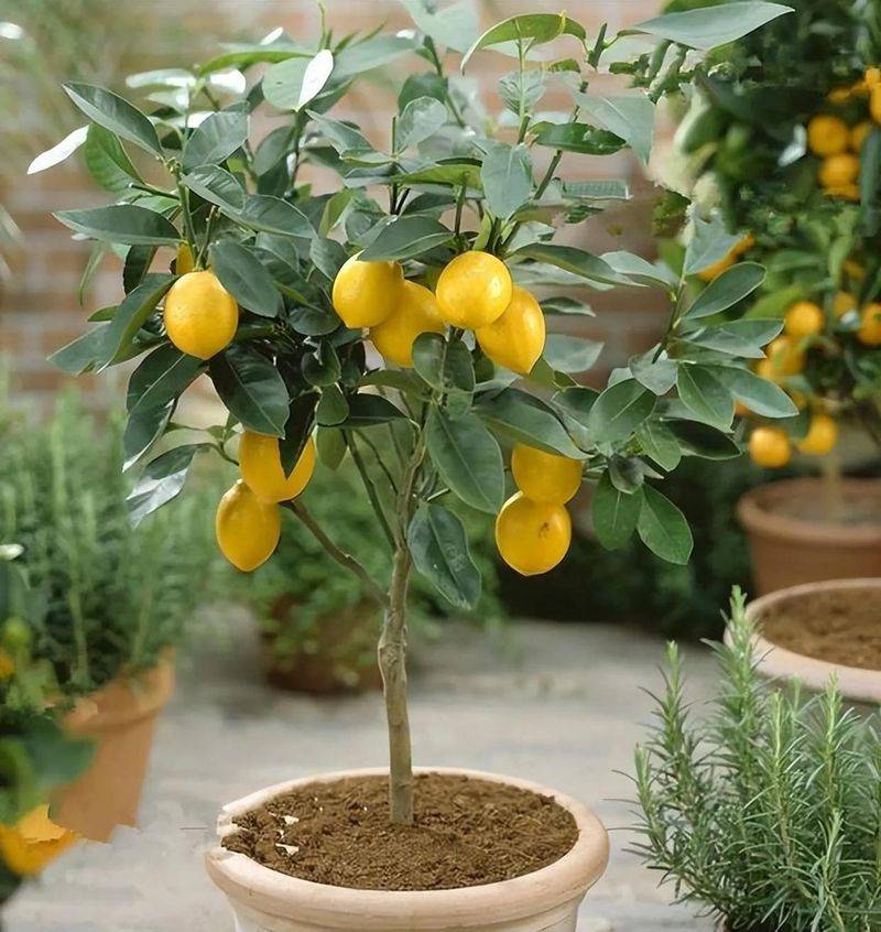 How to plant a small tub of flamingo