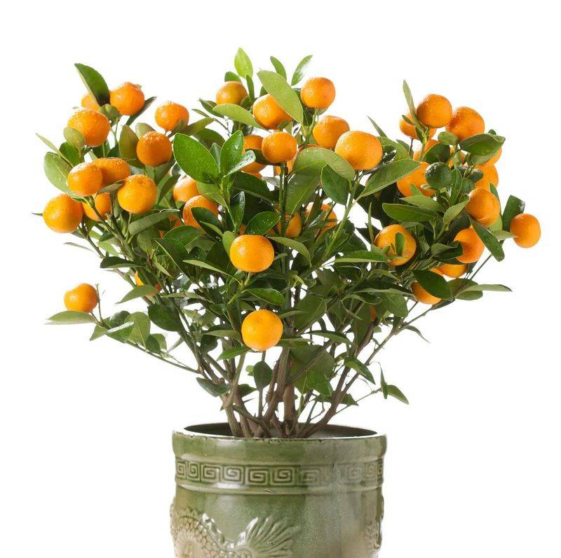 How to plant a small tub of flamingo