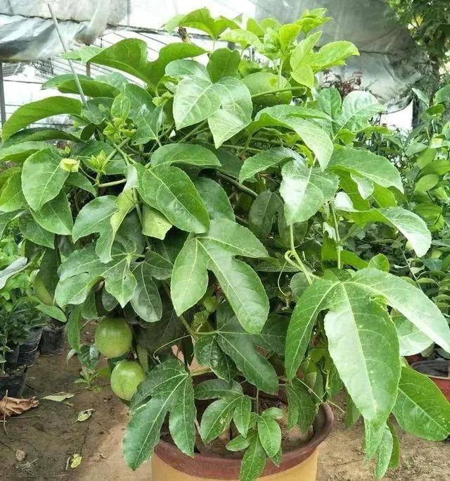 How to plant a small tub of flamingo