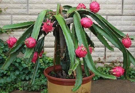 How to plant a small tub of flamingo