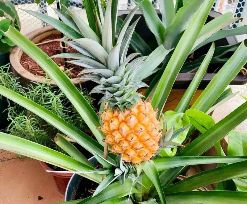 How to plant a small tub of flamingo