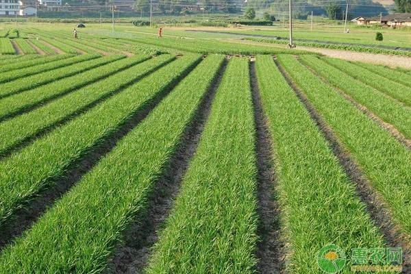 盆栽韭菜种植方法如下