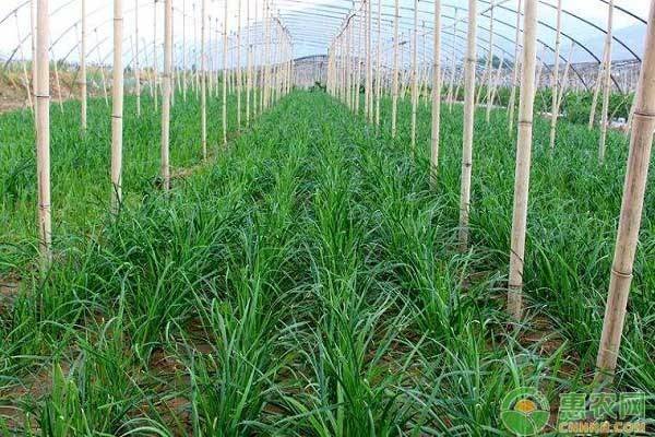 盆栽韭菜种植方法如下