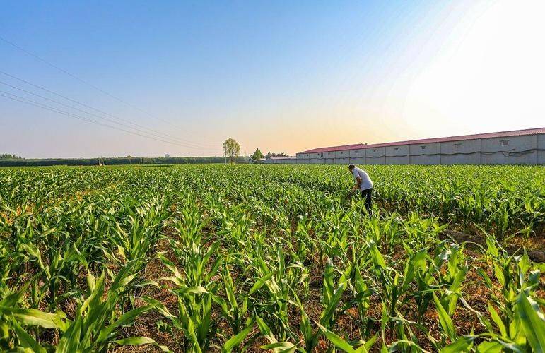Rice cultivation methods
