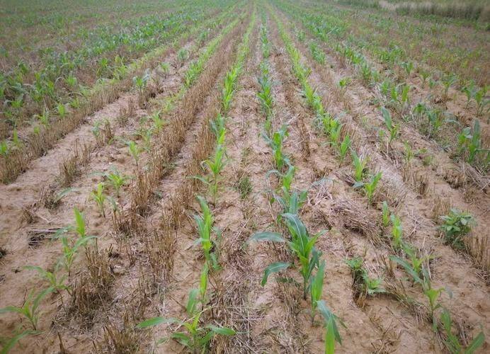 Rice cultivation methods