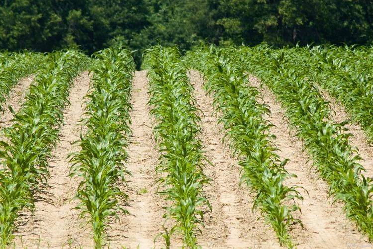 Rice cultivation methods