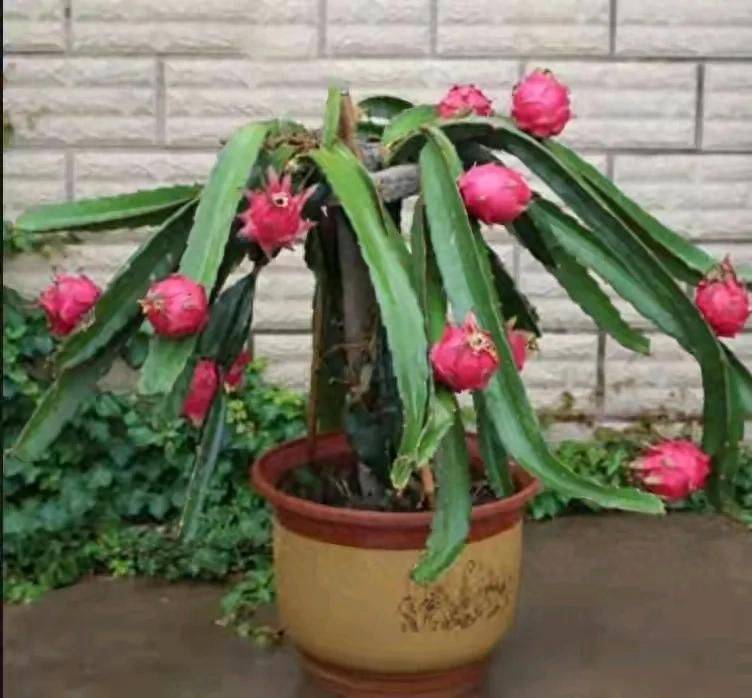 How to plant a small tub of flamingo