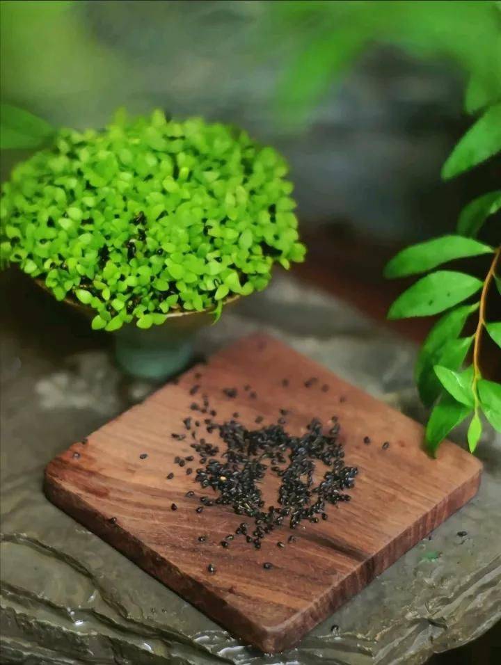 How to plant a small tub of flamingo