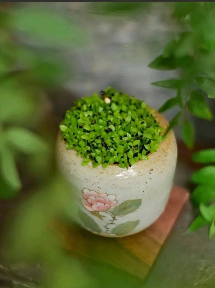 How to plant a small tub of flamingo