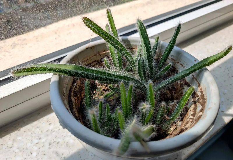 How to plant a small tub of flamingo