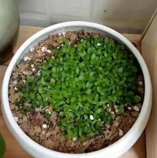 How to plant a small tub of flamingo