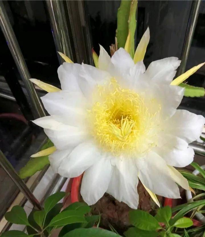 How to plant a small tub of flamingo