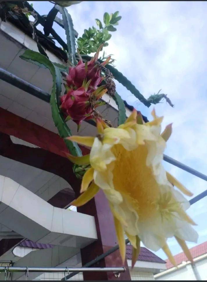 How to plant a small tub of flamingo