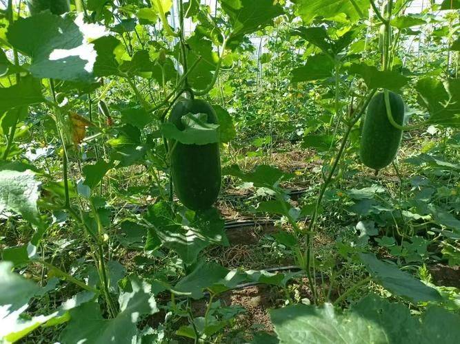 小东瓜种植技术