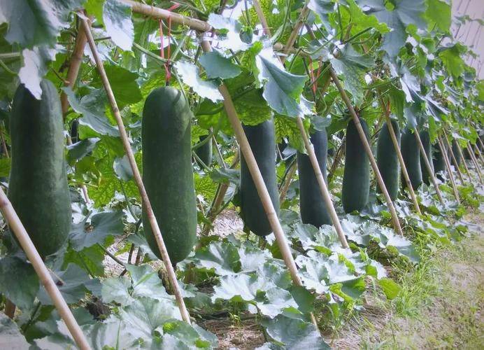 小东瓜种植技术