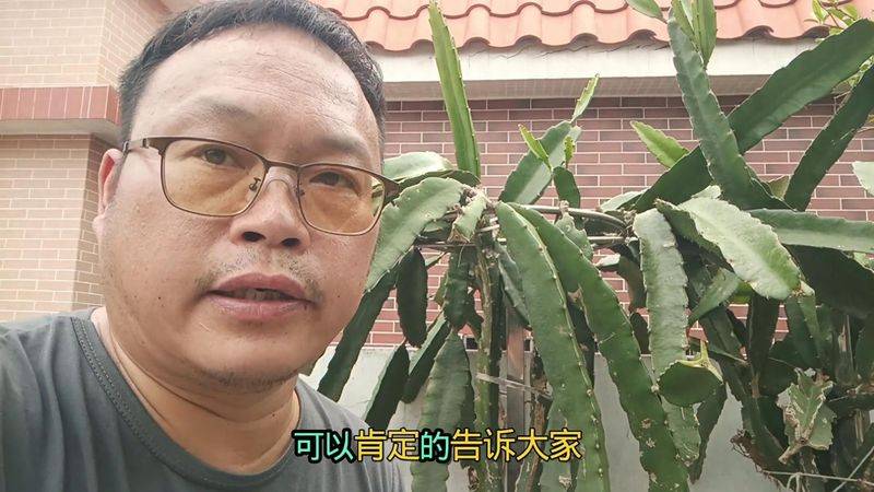 火龙果小盆栽种植方法