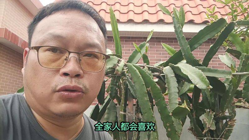 火龙果小盆栽种植方法