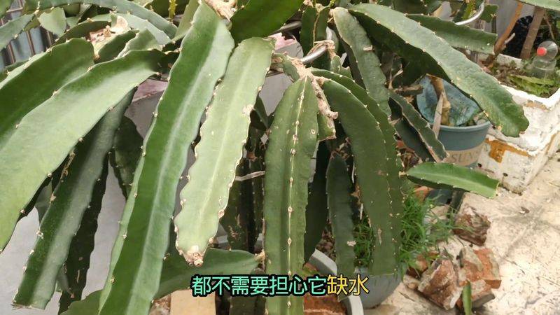 火龙果小盆栽种植方法