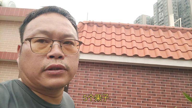 火龙果小盆栽种植方法