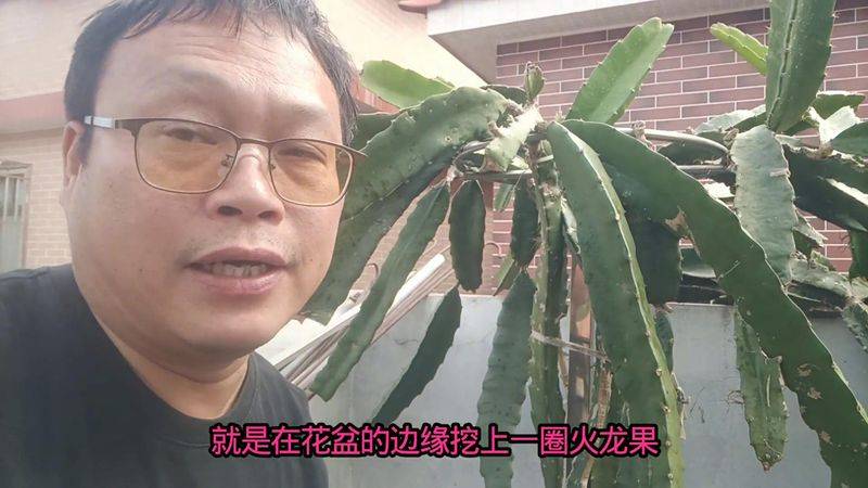 骨粉种火龙果，使用方法！比花生麸、黄豆好