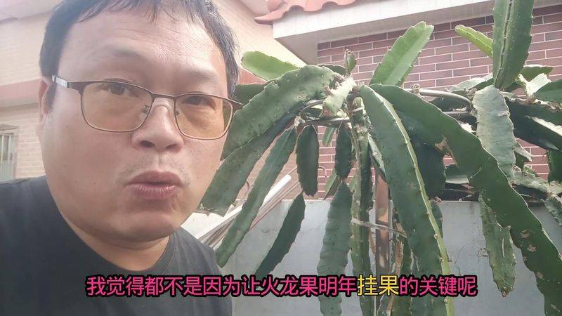 How to plant a small tub of flamingo