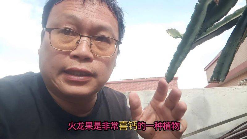 How to plant a small tub of flamingo