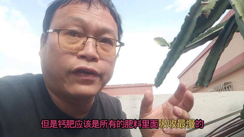 How to plant a small tub of flamingo