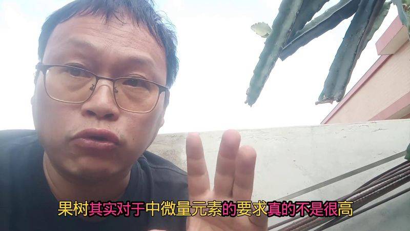 How to plant a small tub of flamingo