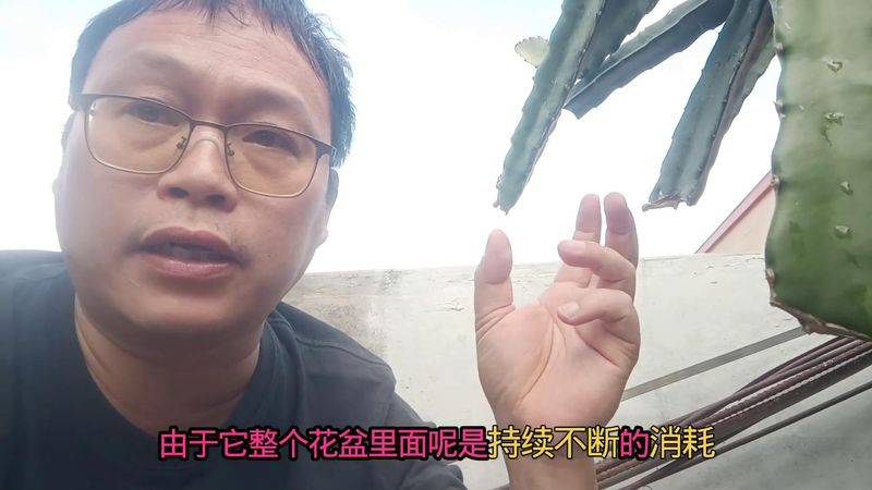 How to plant a small tub of flamingo