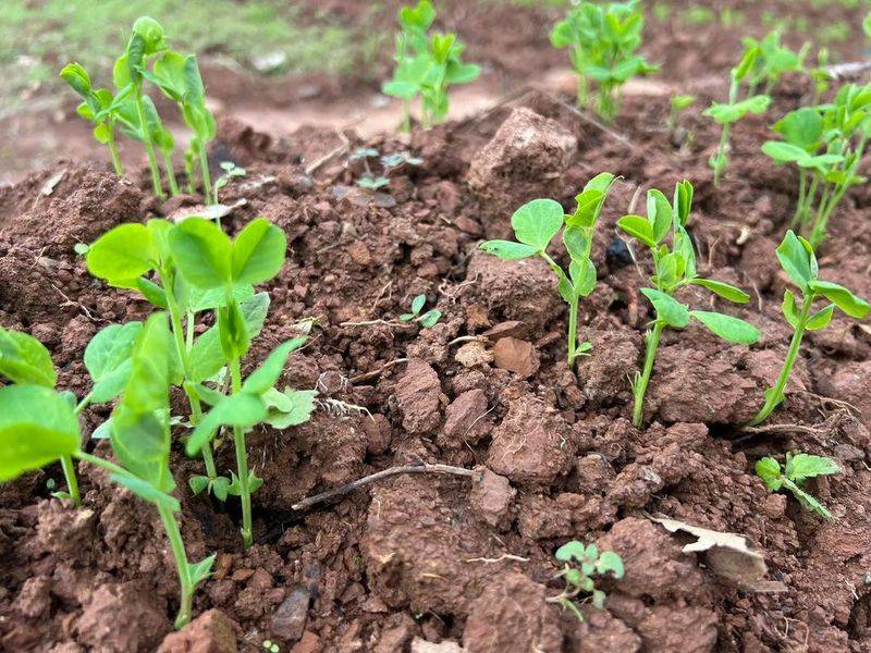 无土豌豆尖种植技术