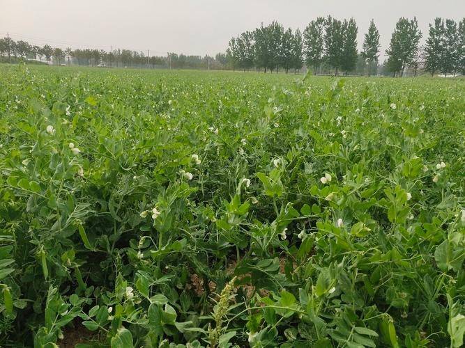 无土豌豆尖种植技术