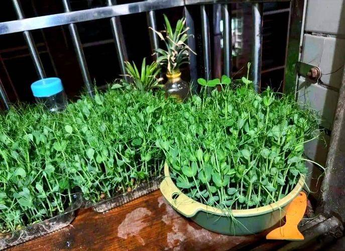 无土豌豆尖种植技术