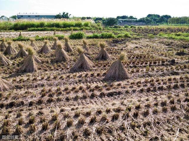 水稻旱种高产栽培方法，技术要点你知道多少？来学一下