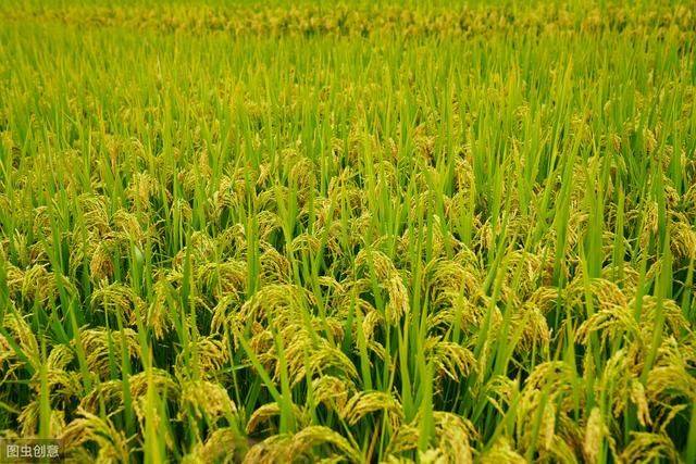 水稻的种植方法