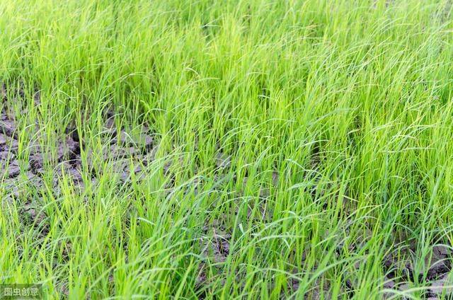 水稻的种植方法