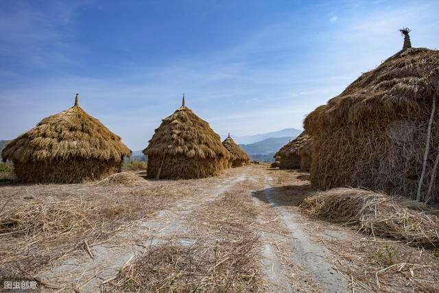 水稻的种植方法